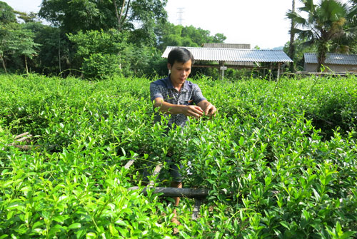 Phú[-]Yên:[-]Trồng[-]cây[-]dược[-]liệu[-]giúp[-]người[-]dân[-]nâng[-]cao[-]thu[-]nhập